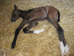 Lundberg-Newborn-foal-sleeping-Ann-Arbor-2011